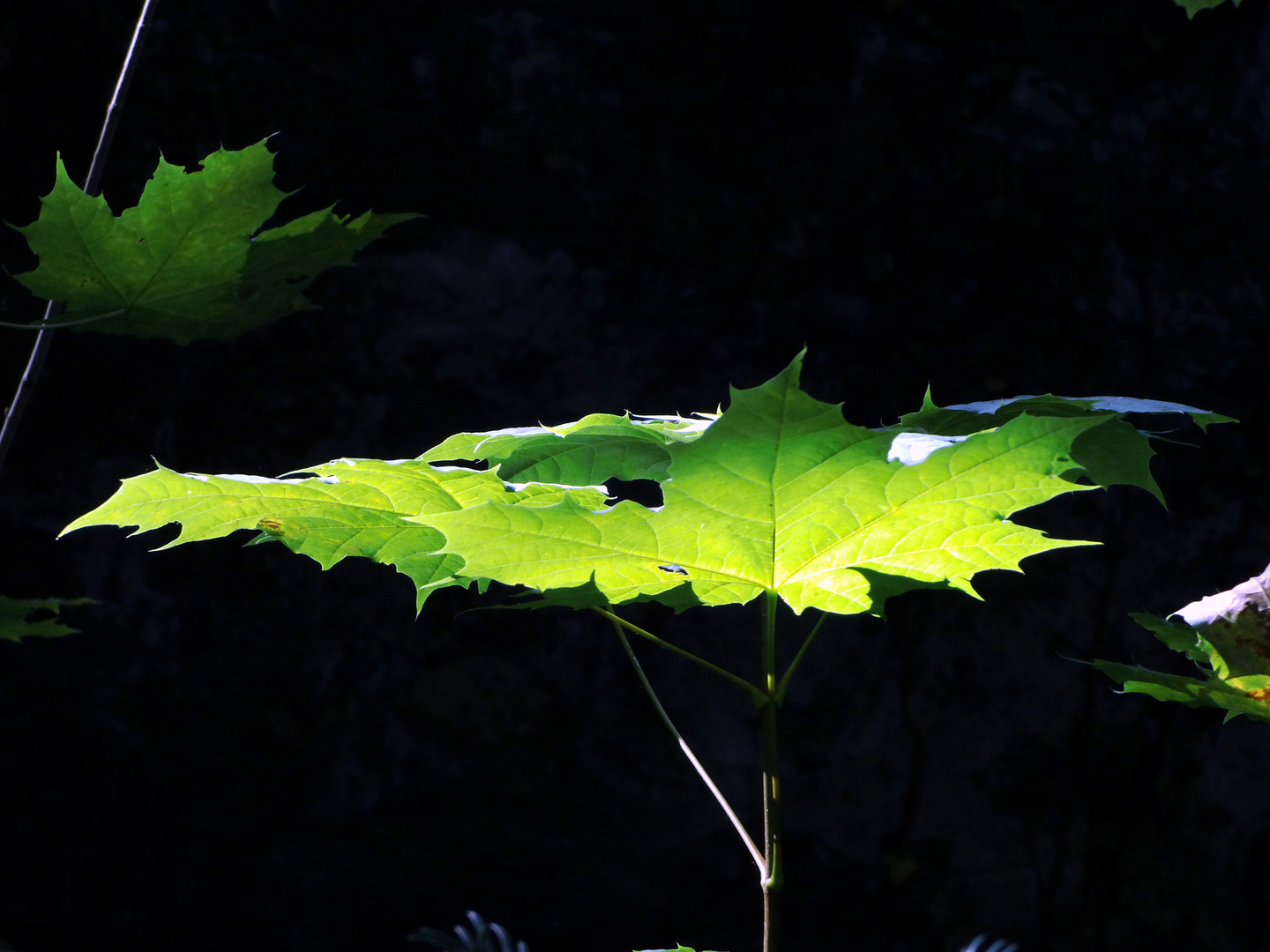 Herbstleuchten