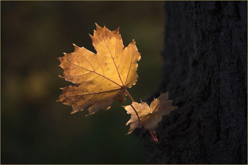 Herbstleuchten