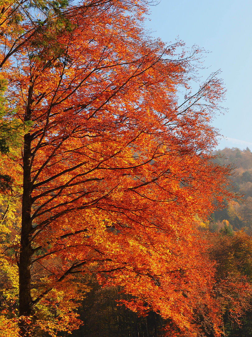 herbstleuchten