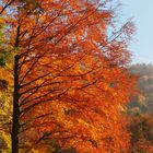 herbstleuchten