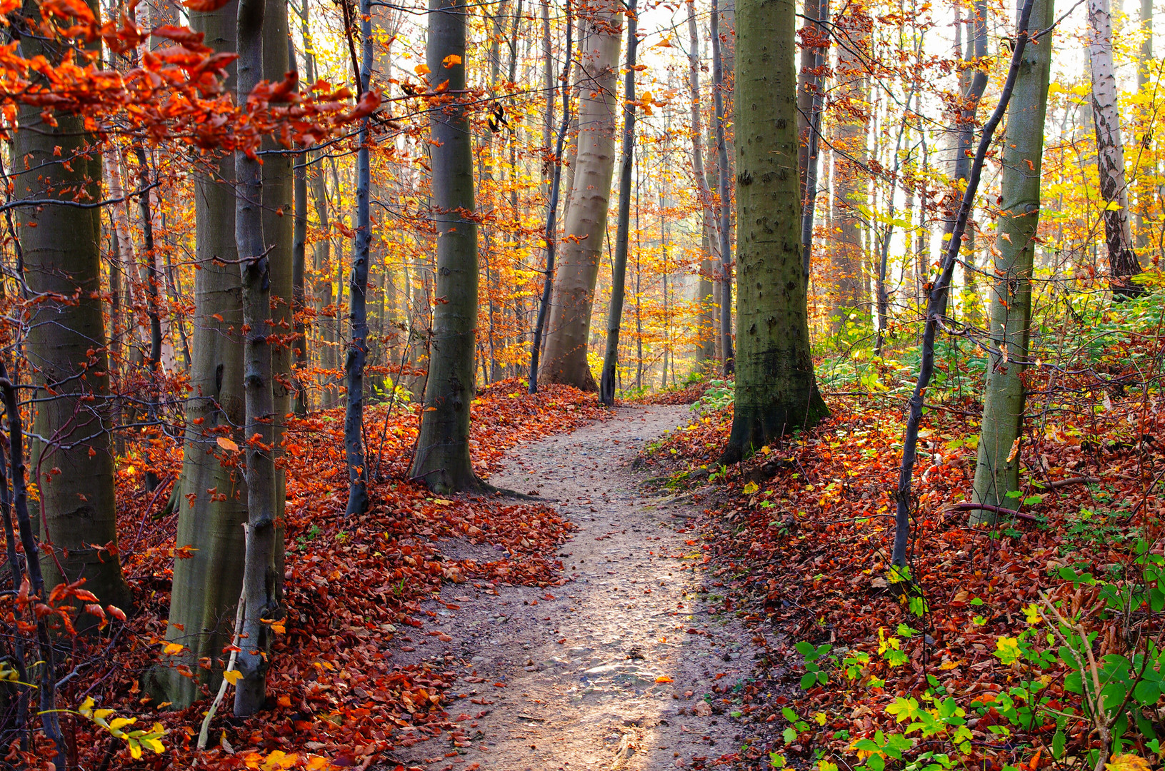 Herbstleuchten