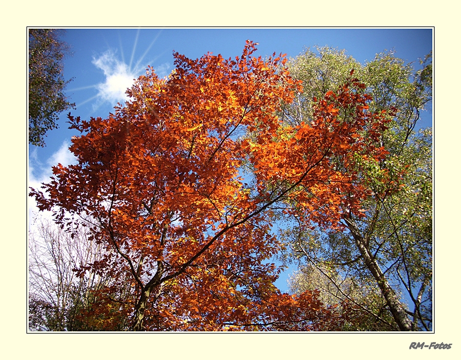 Herbstleuchten