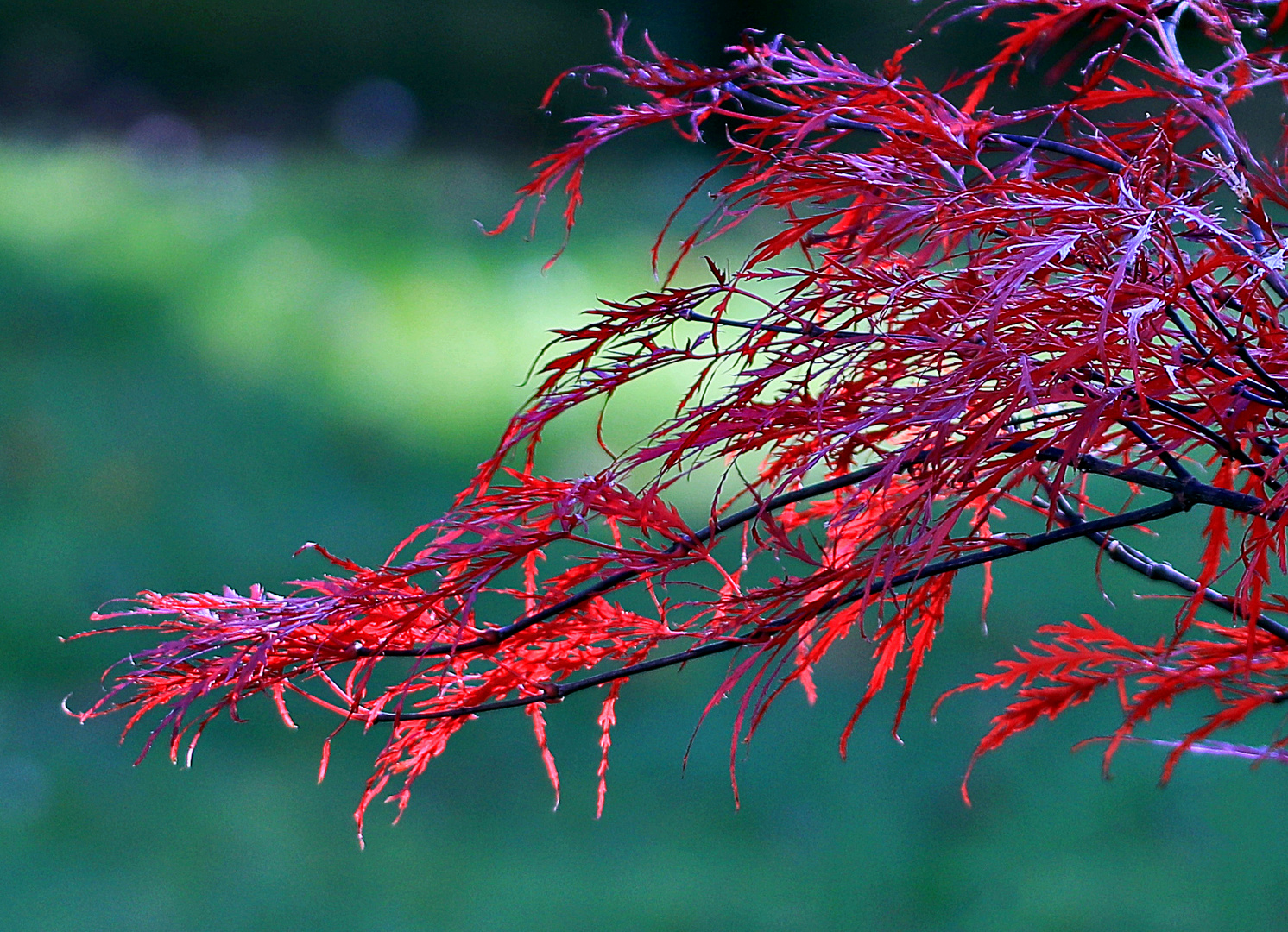 Herbstleuchten....