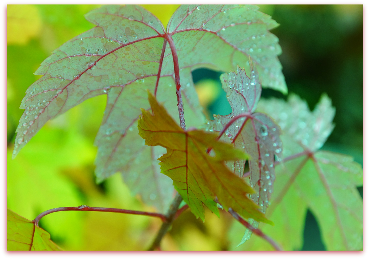 herbstleuchten