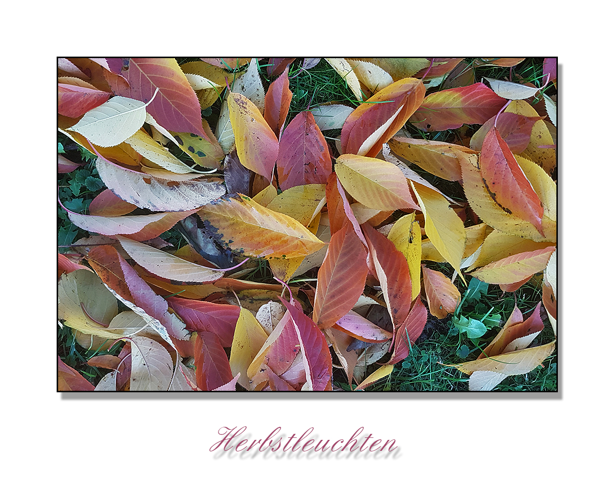 Herbstleuchten (1)