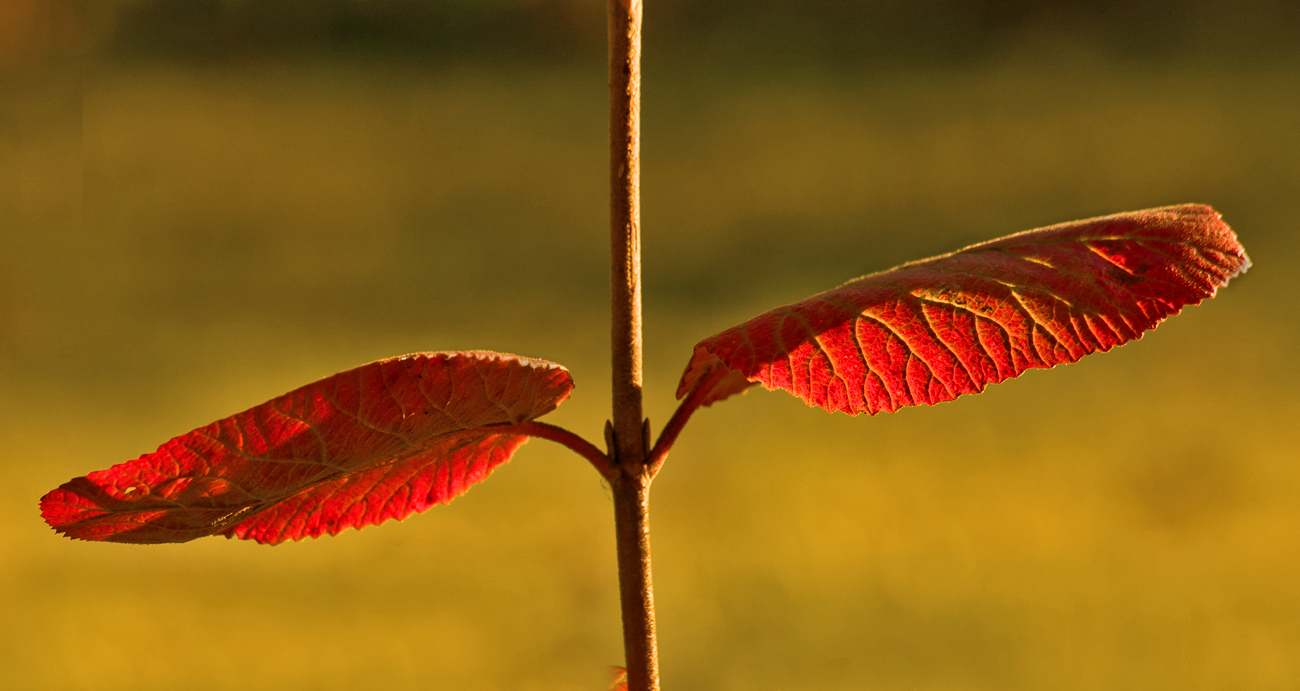 Herbstleuchten 1