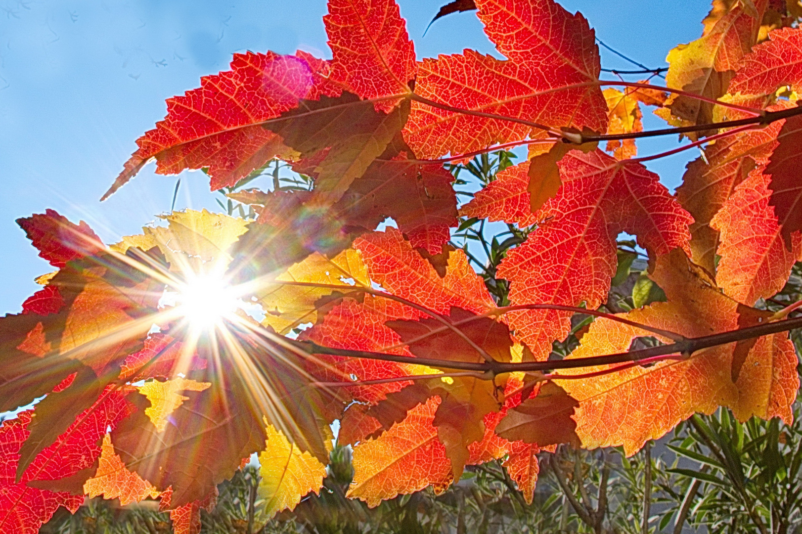 Herbstleuchten (1)