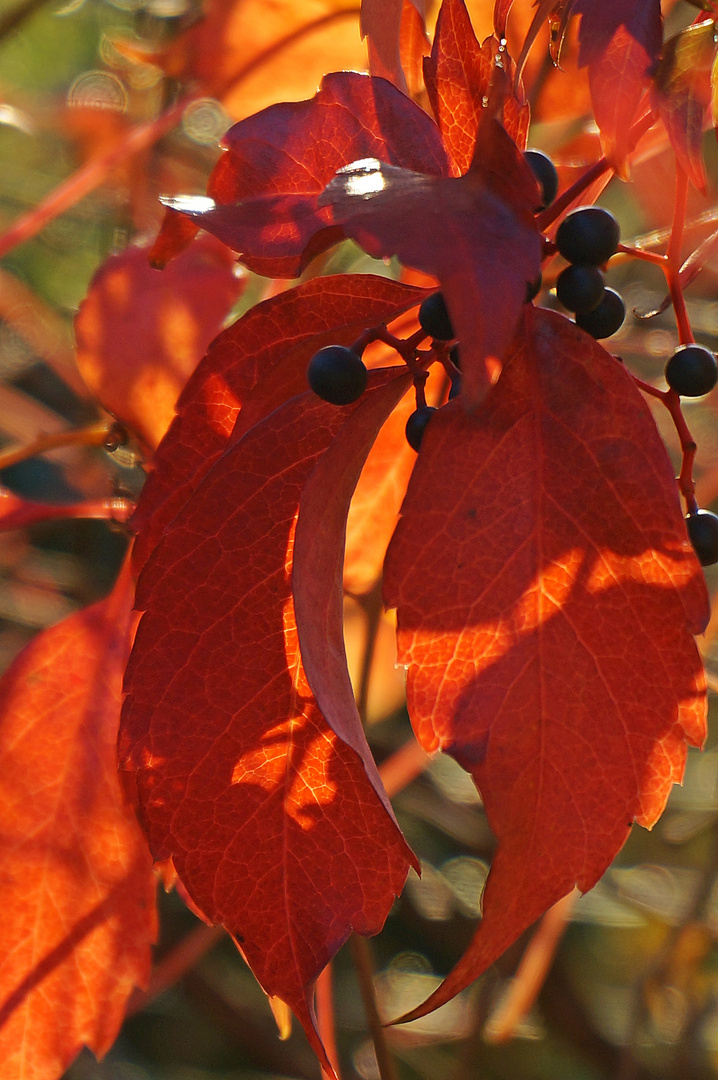 Herbstleuchten 1