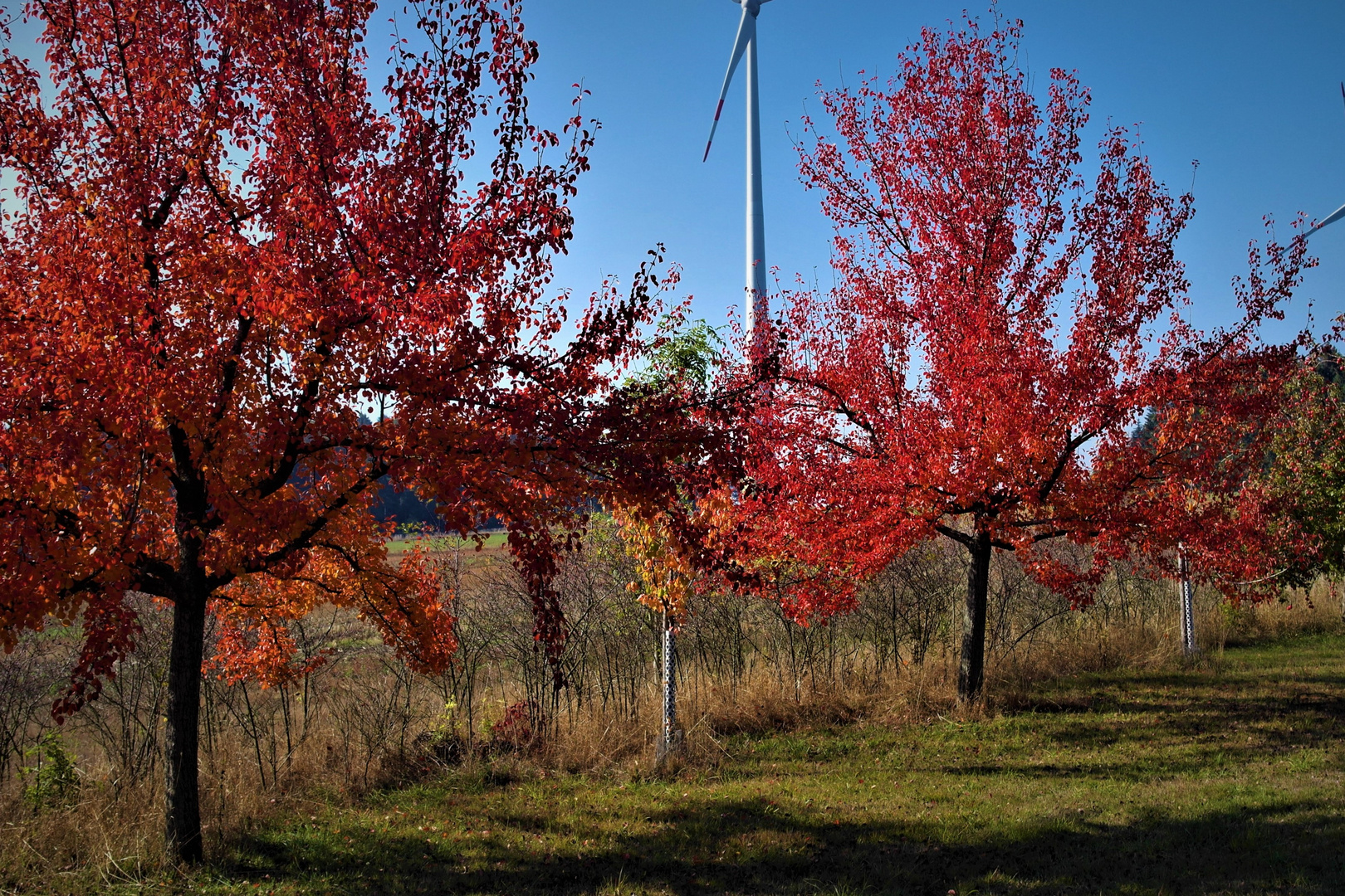 Herbstleuchten