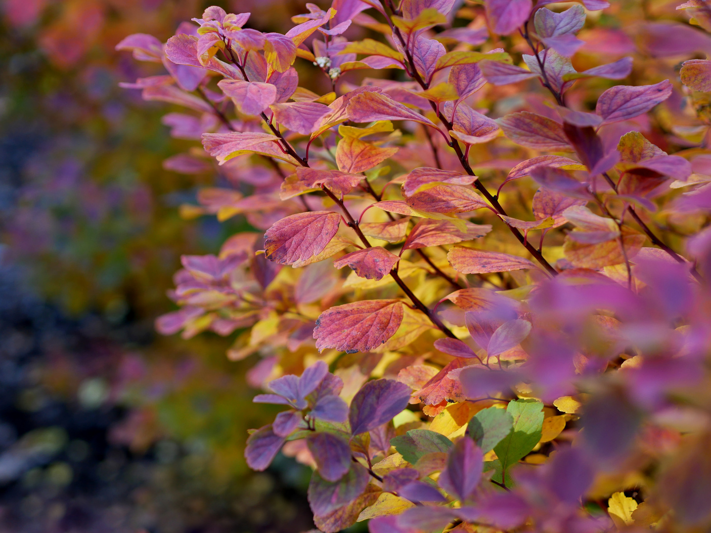 Herbstleuchten