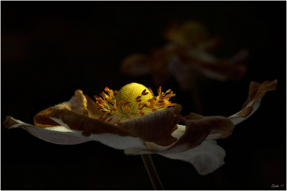 Herbstleuchten