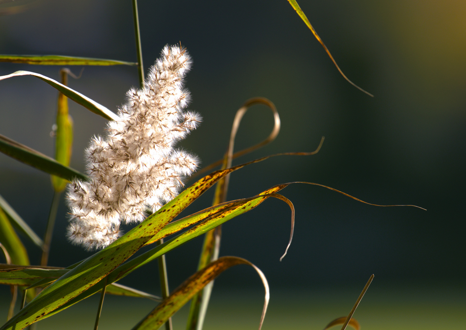 Herbstleuchten