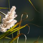 Herbstleuchten