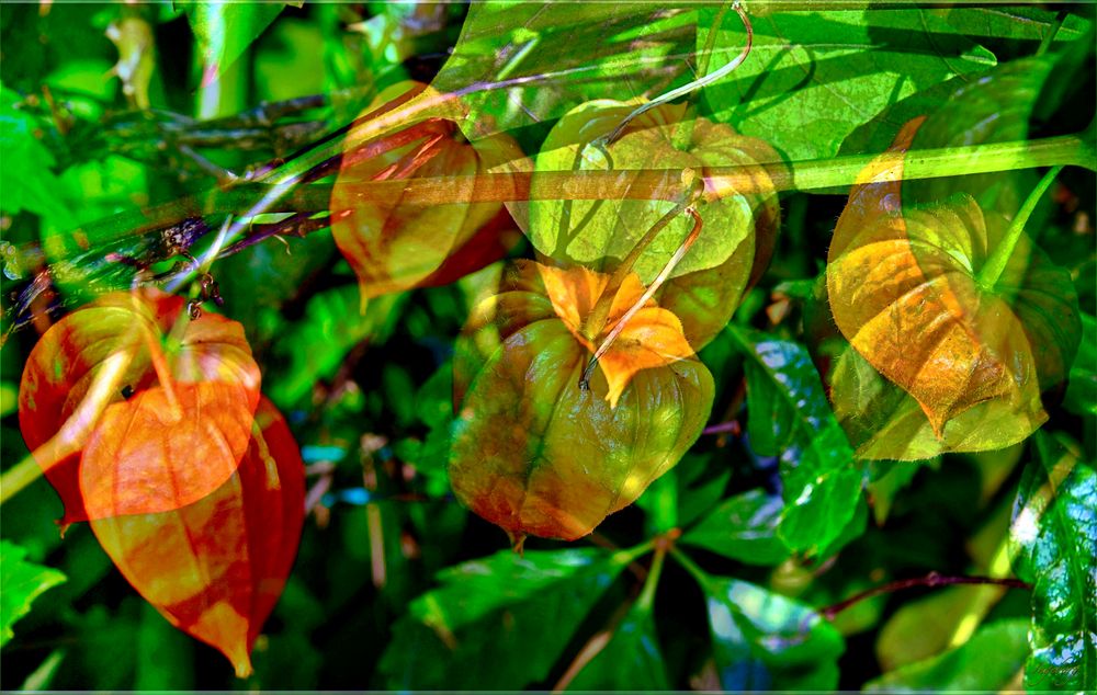 * Herbstleuchten *