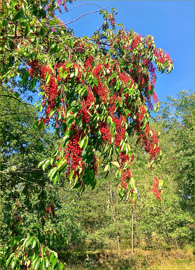 °°° Herbstleuchten °°°