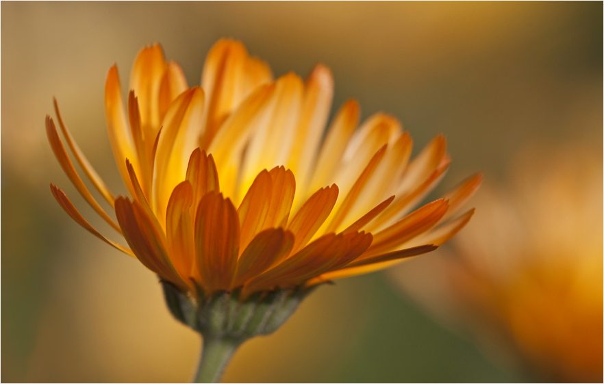 Herbstleuchten