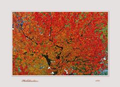 Herbstleuchten...