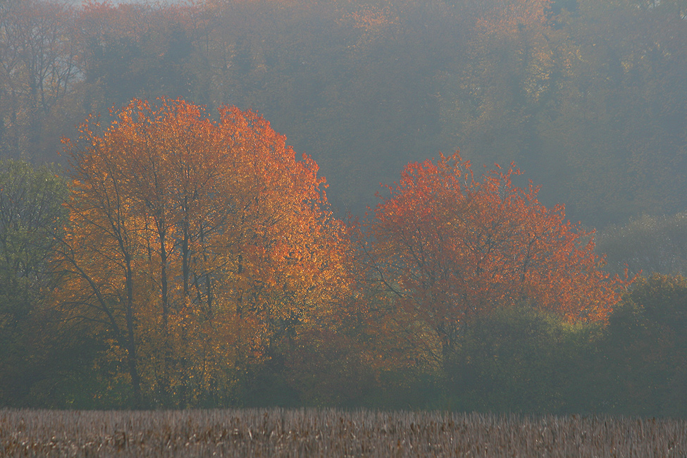 Herbstleuchten