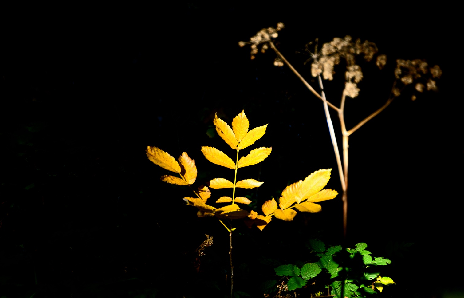 Herbstleuchten