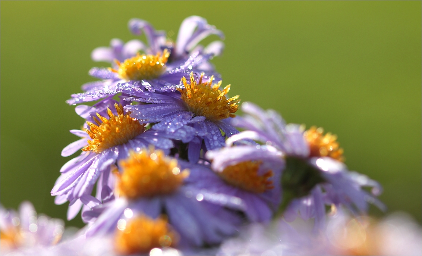 Herbstleuchten