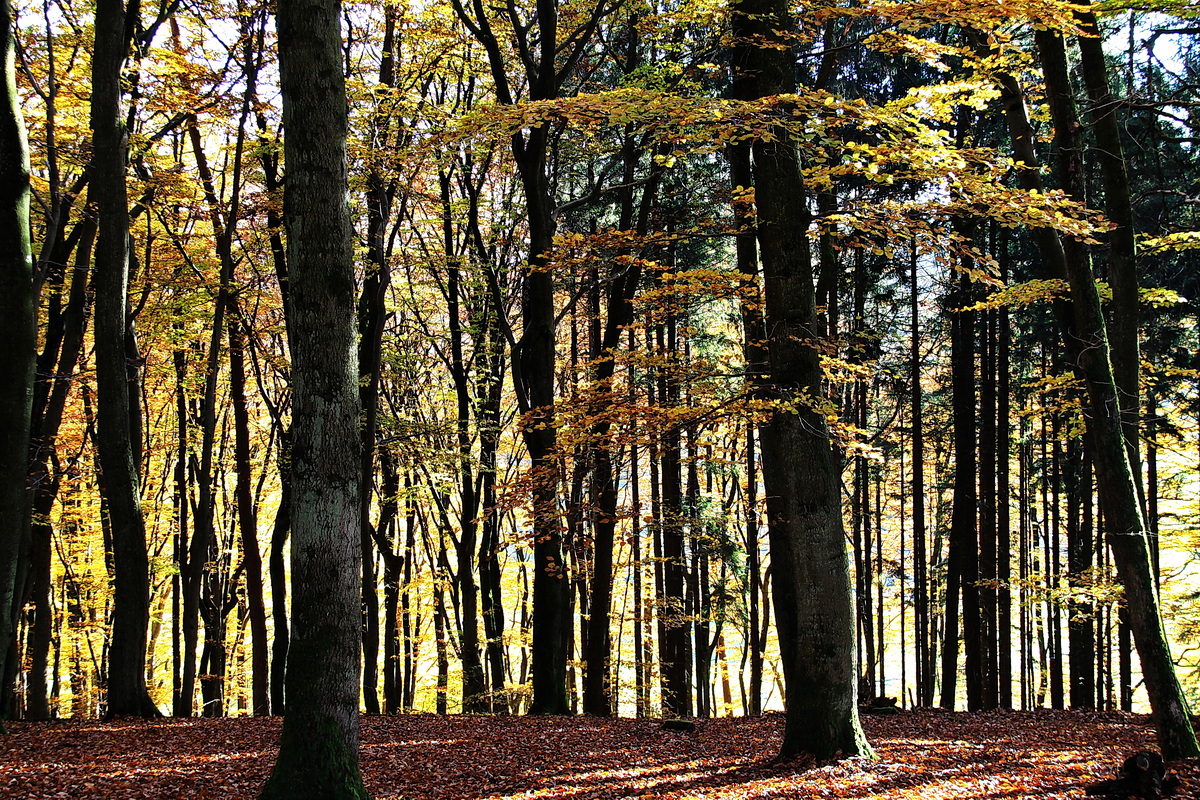 Herbstleuchten