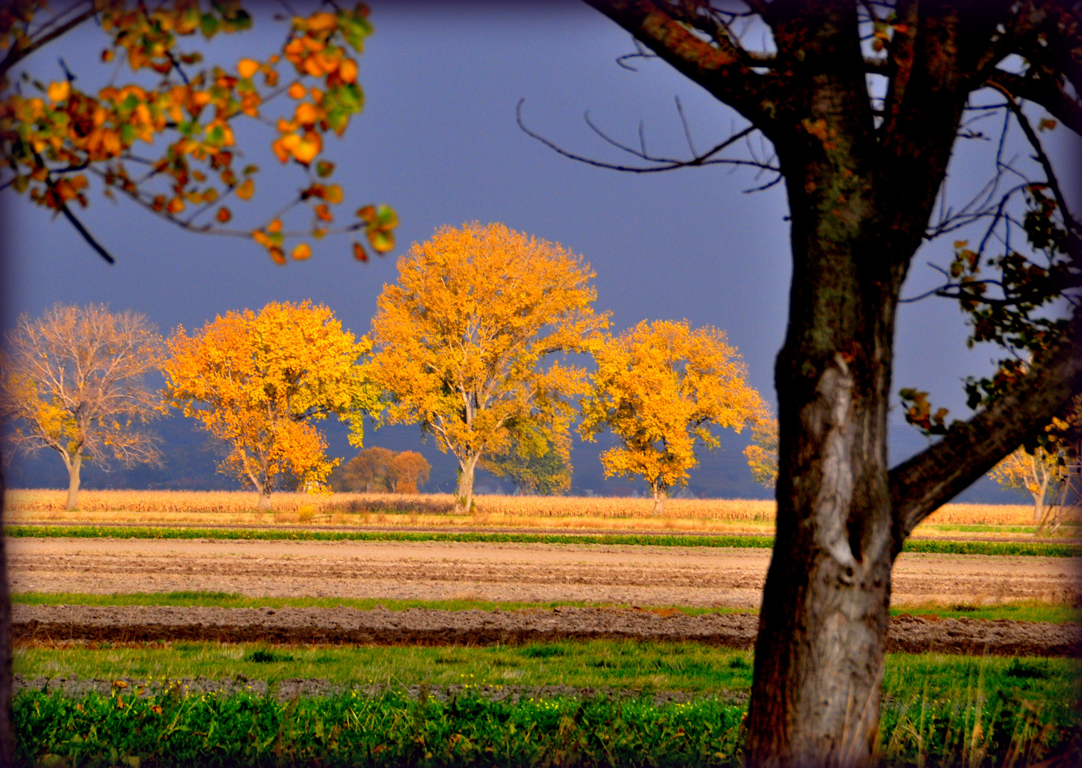 Herbstleuchten