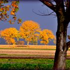 Herbstleuchten