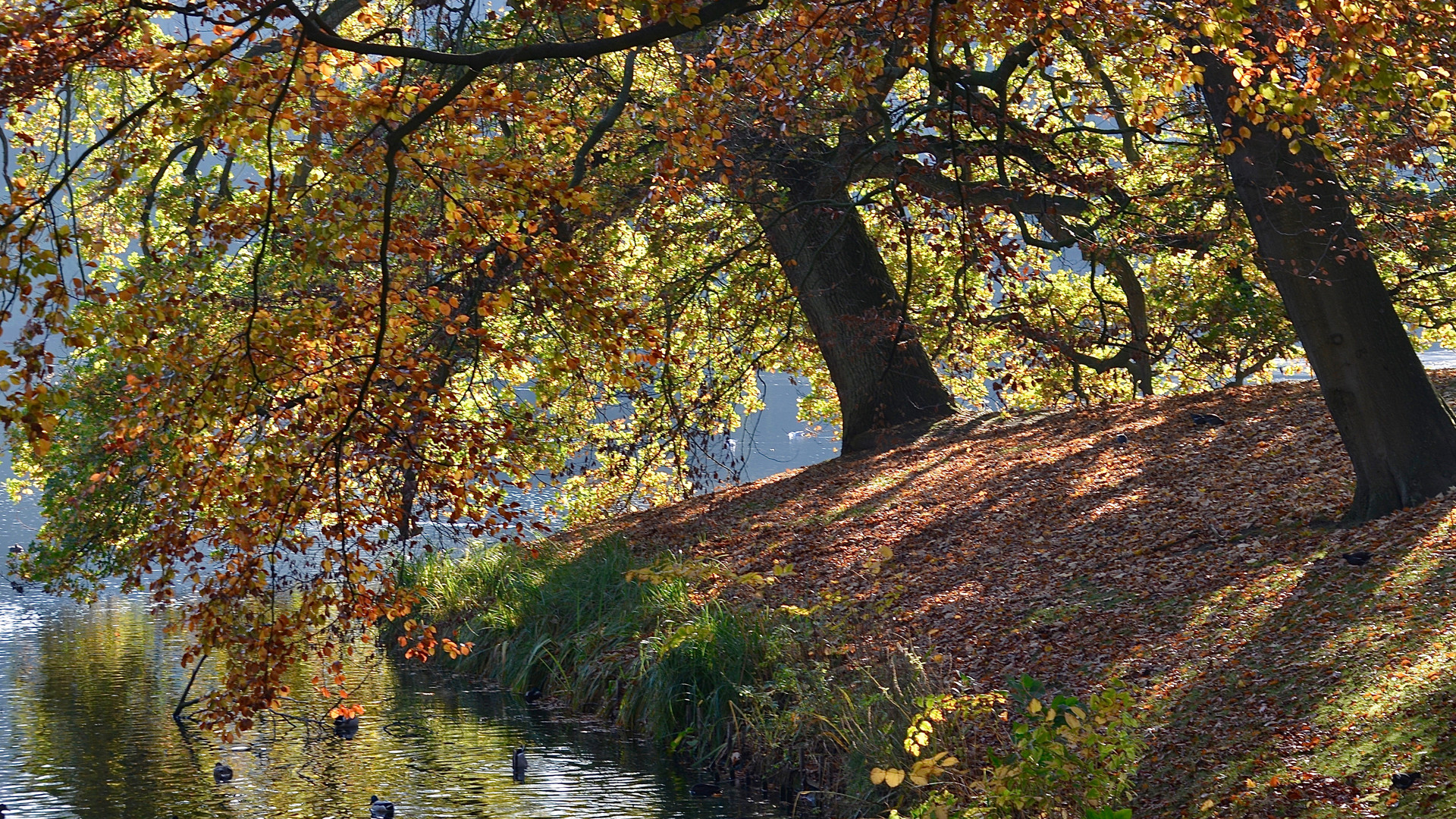 Herbstleuchten 2 - 1