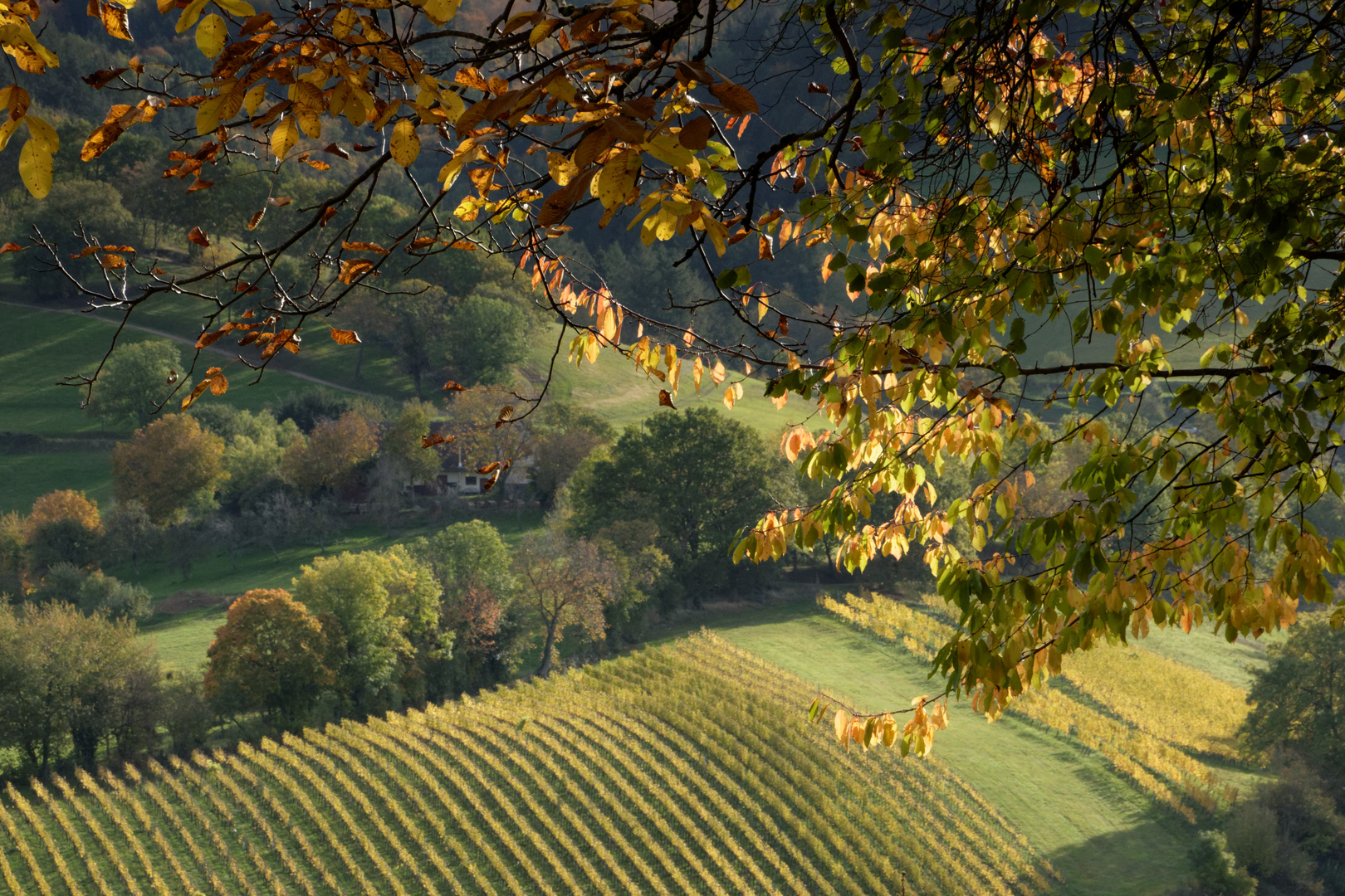 Herbstleuchten 2