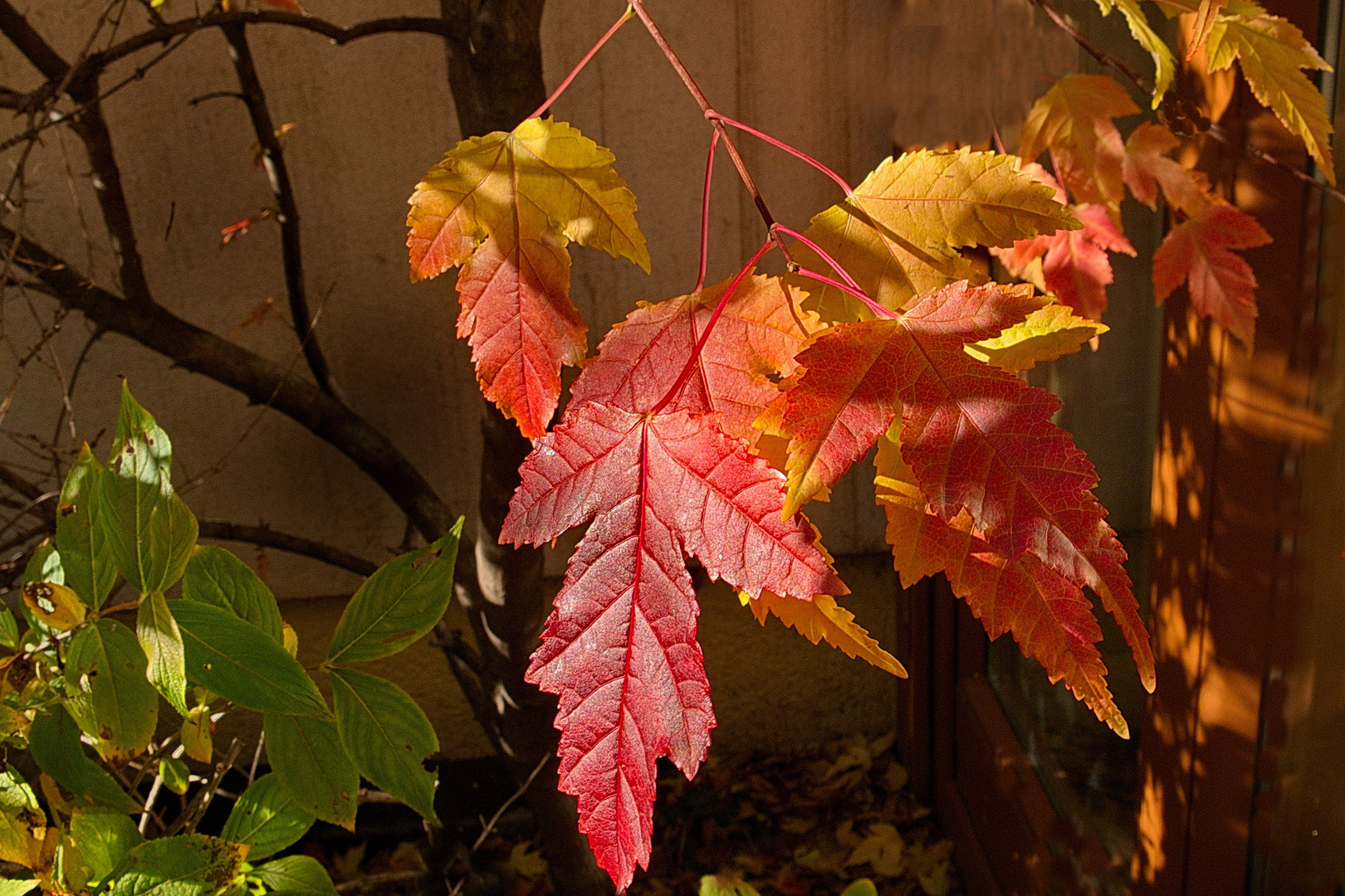 Herbstleuchten (2)