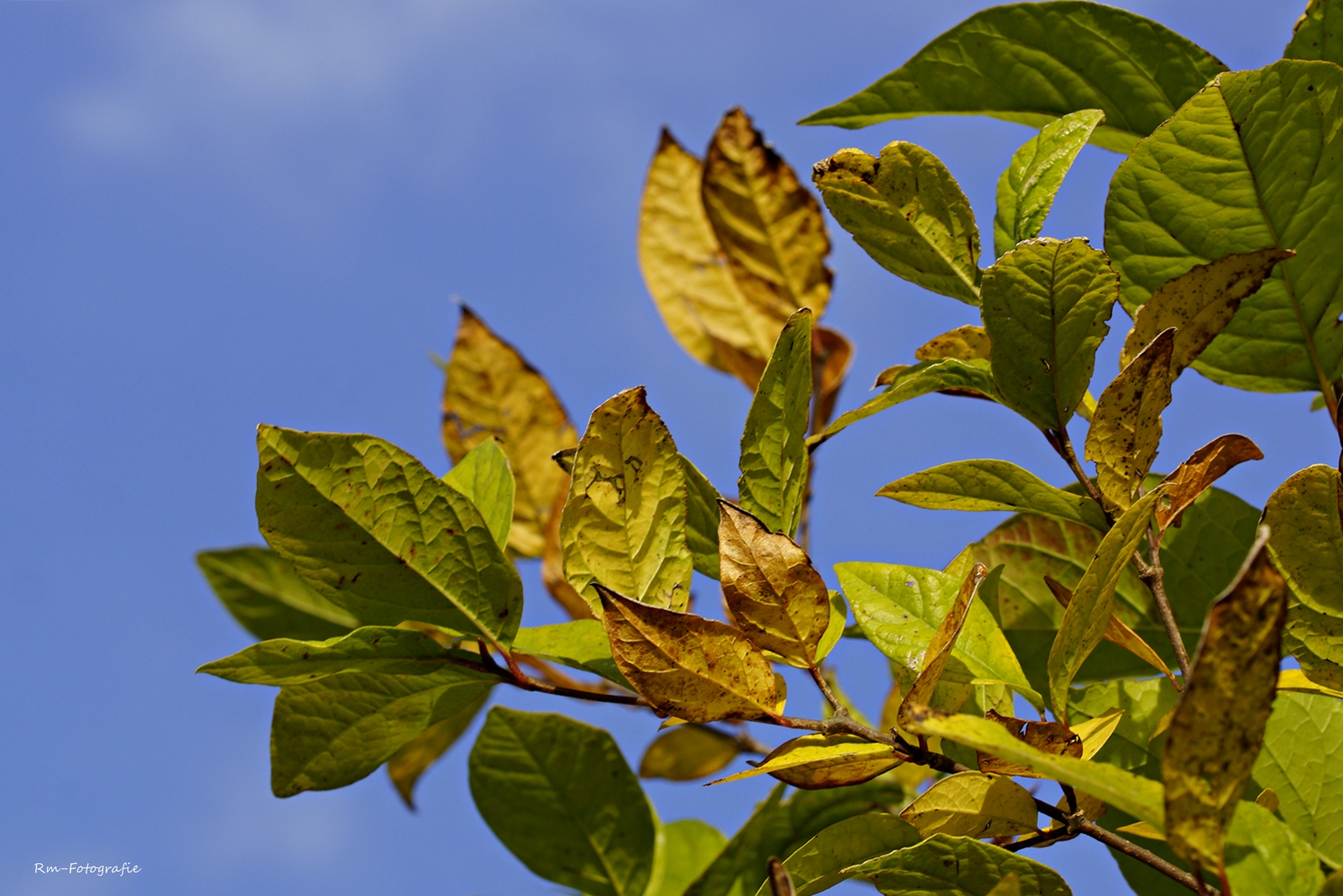 Herbstleuchten