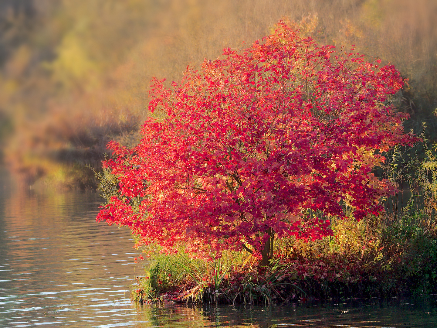 Herbstleuchten 