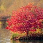 Herbstleuchten 