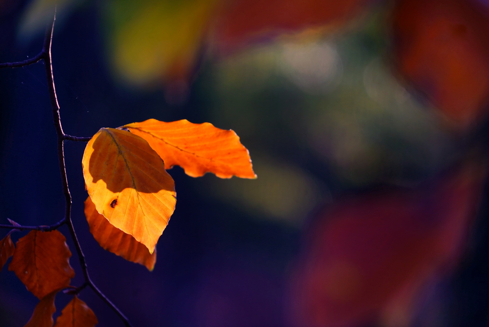 Herbstleuchten