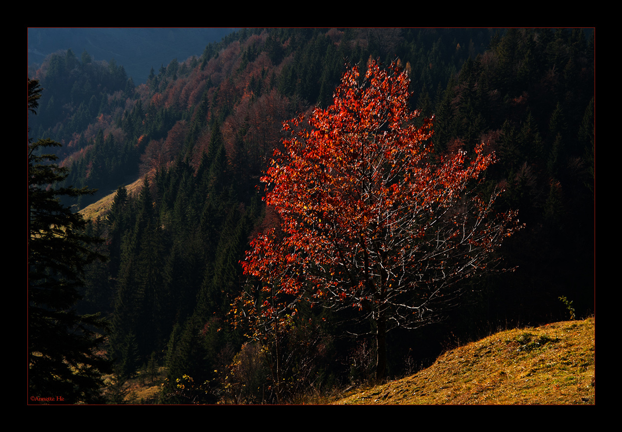 Herbstleuchten