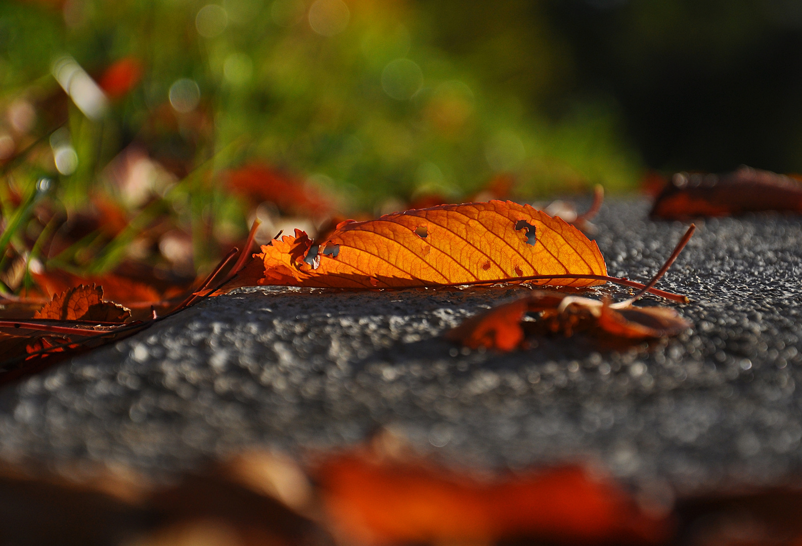 Herbstleuchten