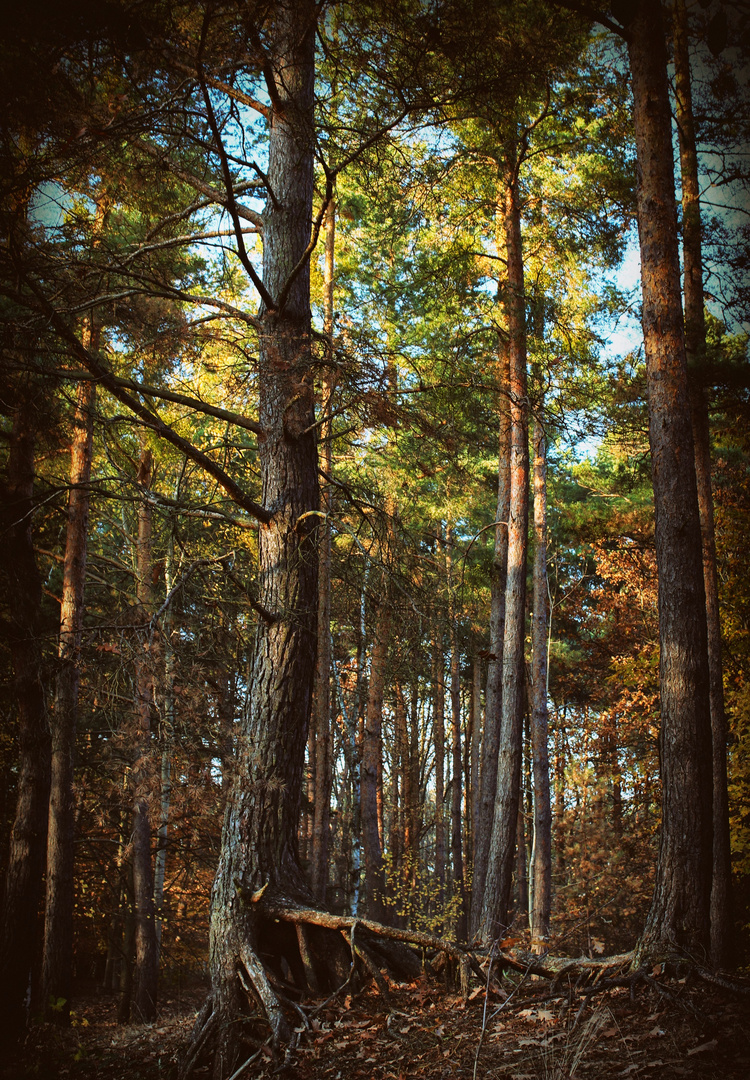 Herbstleuchten