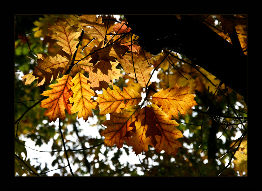 Herbstleuchten