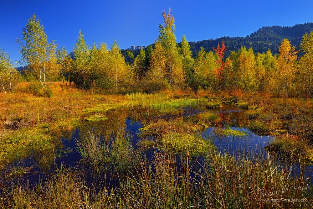 Herbstleuchten