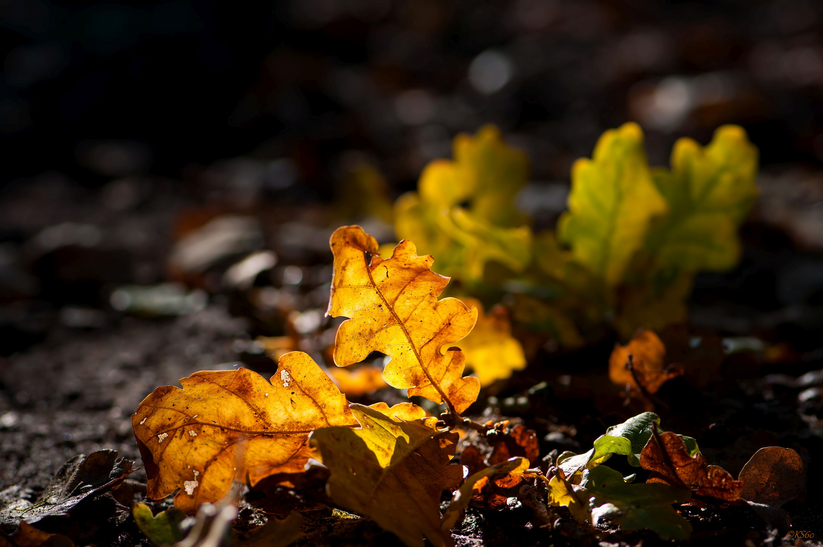 Herbstleuchten