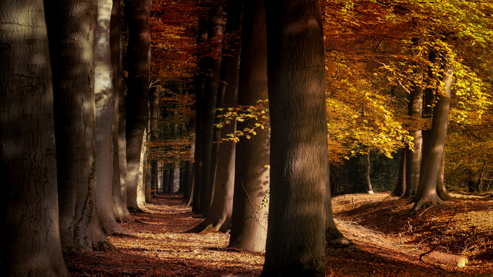 Herbstleuchten