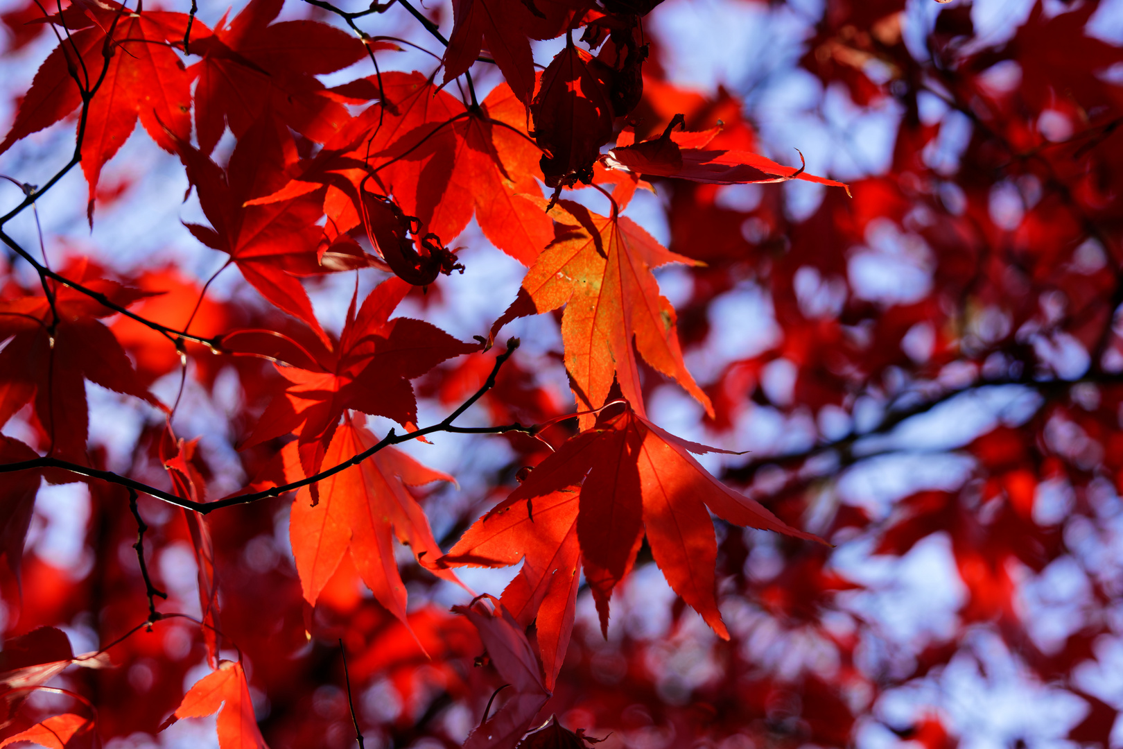 Herbstleuchten