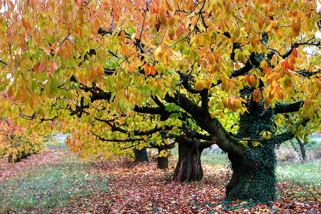 Herbstleuchten