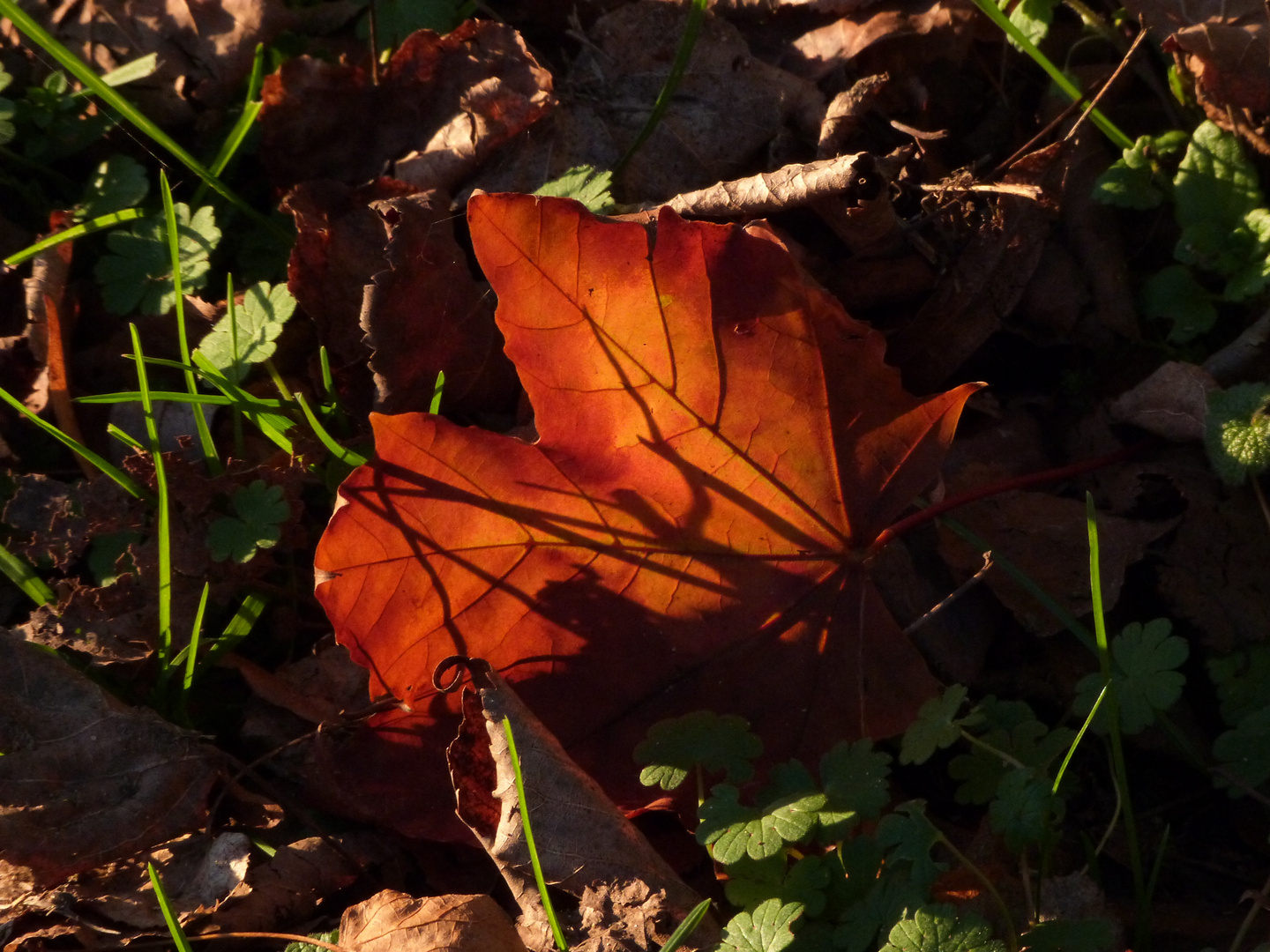 Herbstleuchten