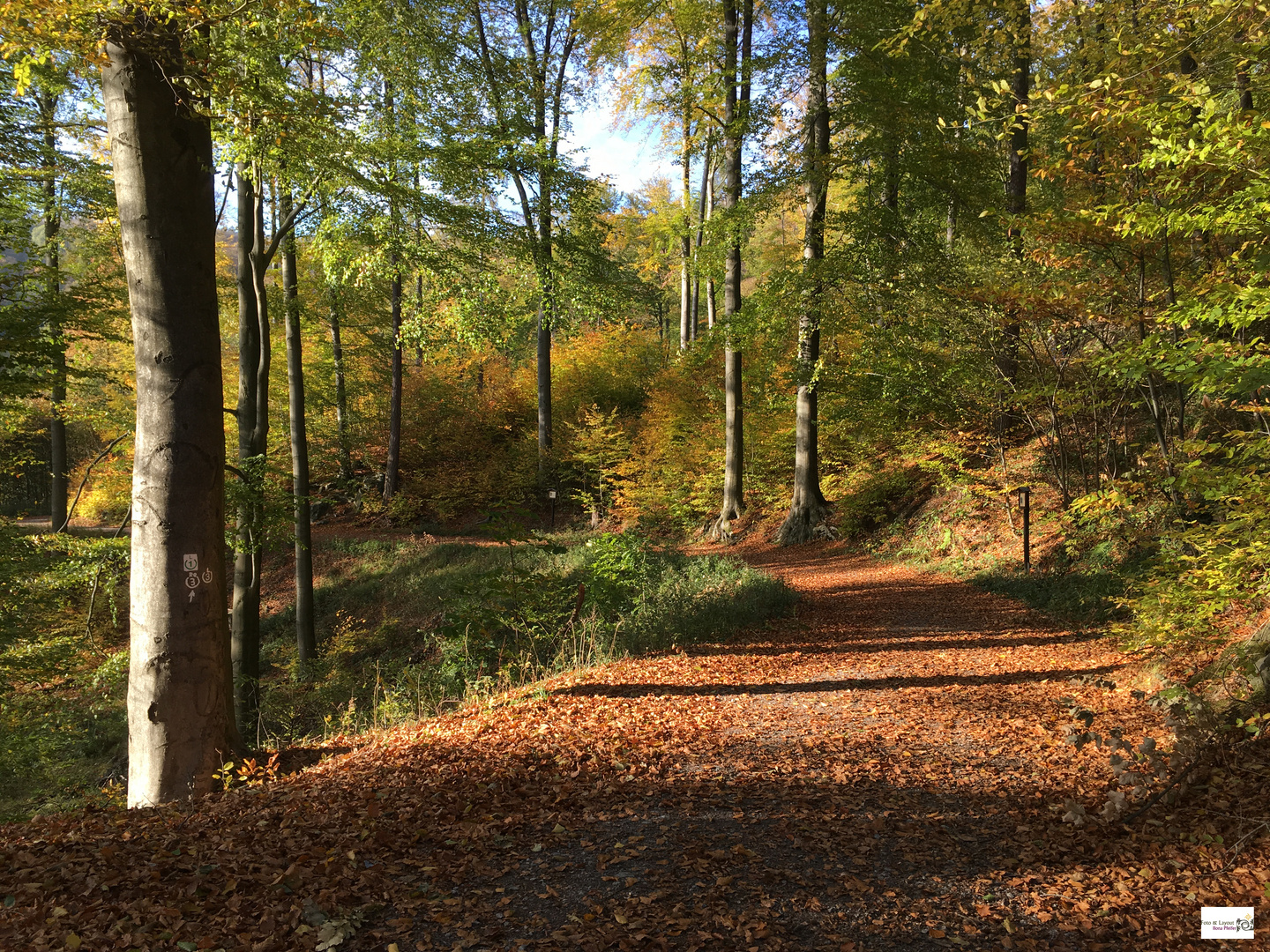 Herbstleuchten