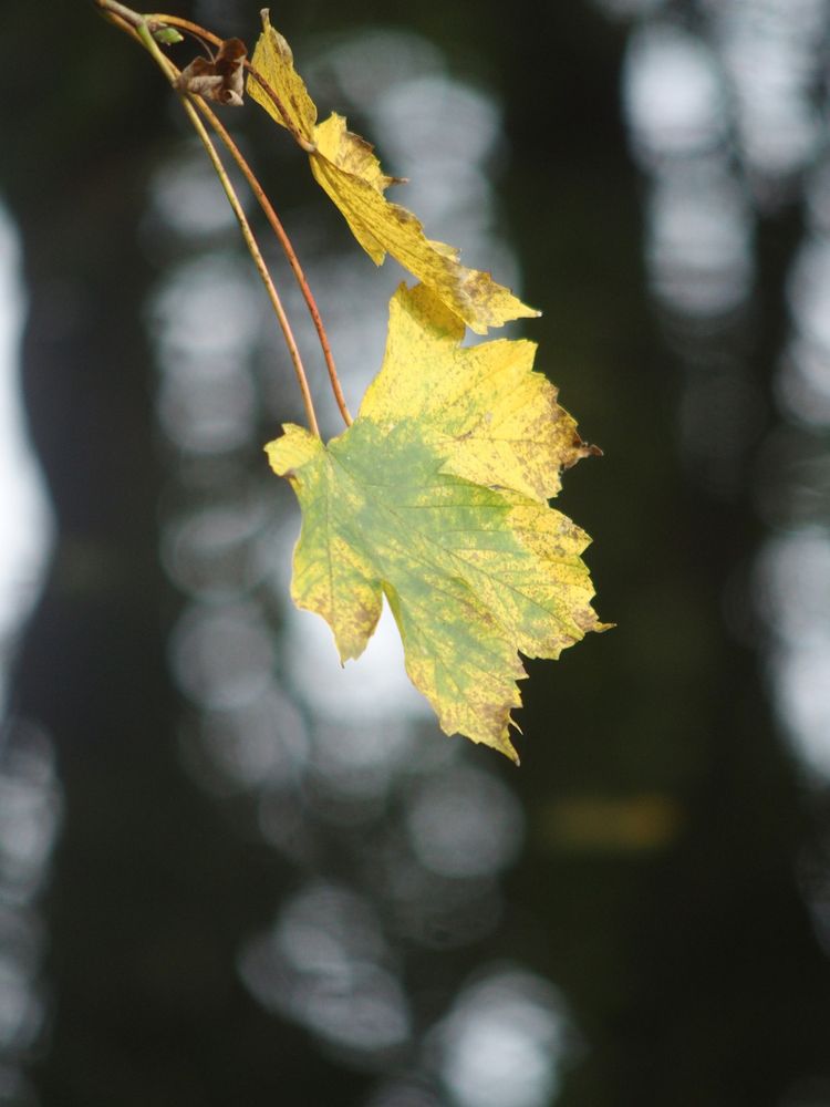 Herbstleuchten