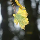 Herbstleuchten