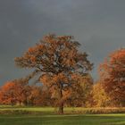 Herbstleuchten