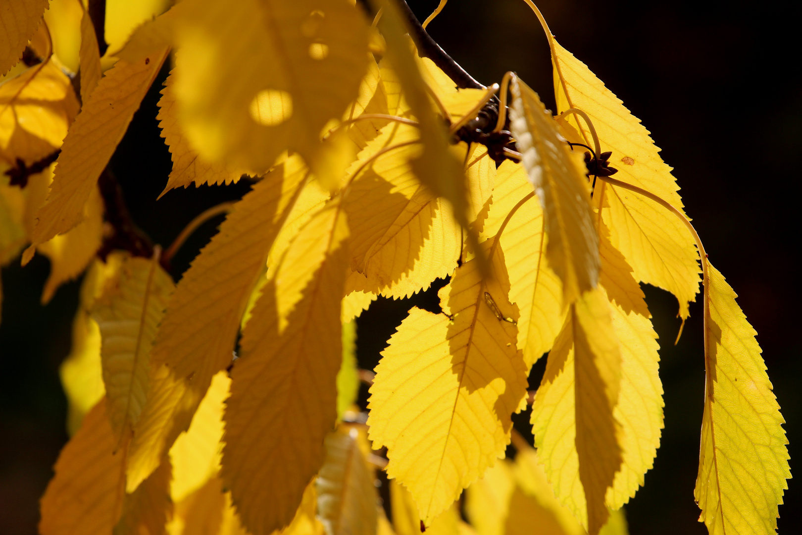 Herbstleuchten