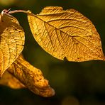 Herbstleuchten